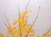 Autumn Leaves