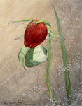 Sarah's Rose